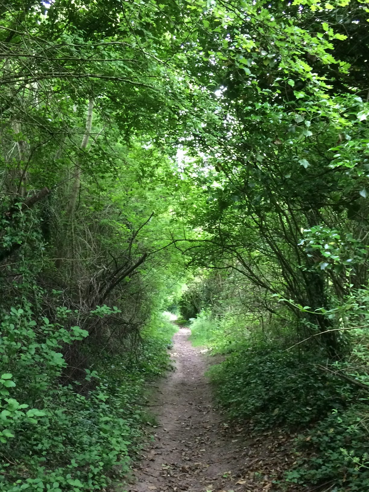 A path through the woods