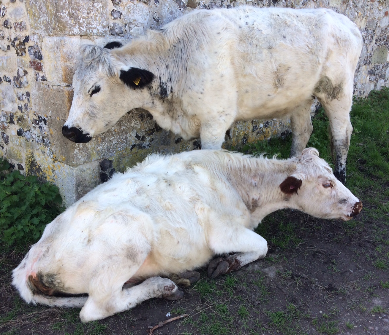 Two white cows