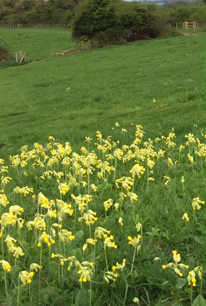Cowslips growing in a field