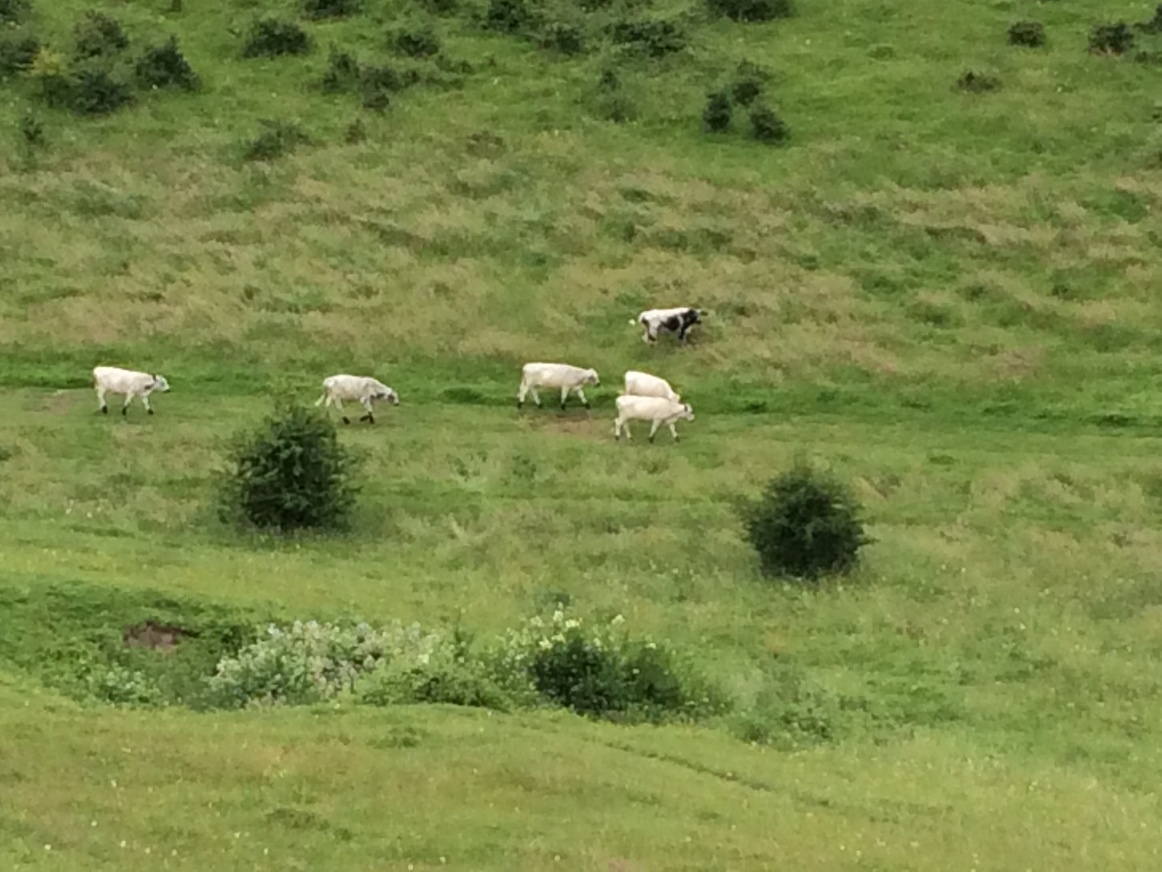 Cattle roaming on Whiteshute Ridge in Winchester
