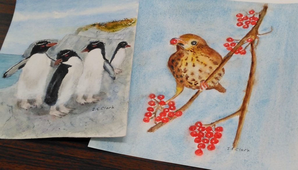 Two watercolours, one of penguins and one of a redwing eating berries.