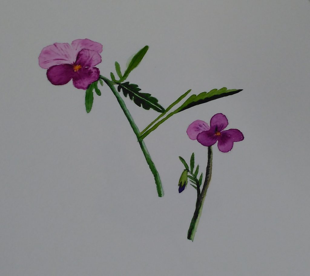 A simple watercolour of two flowers.