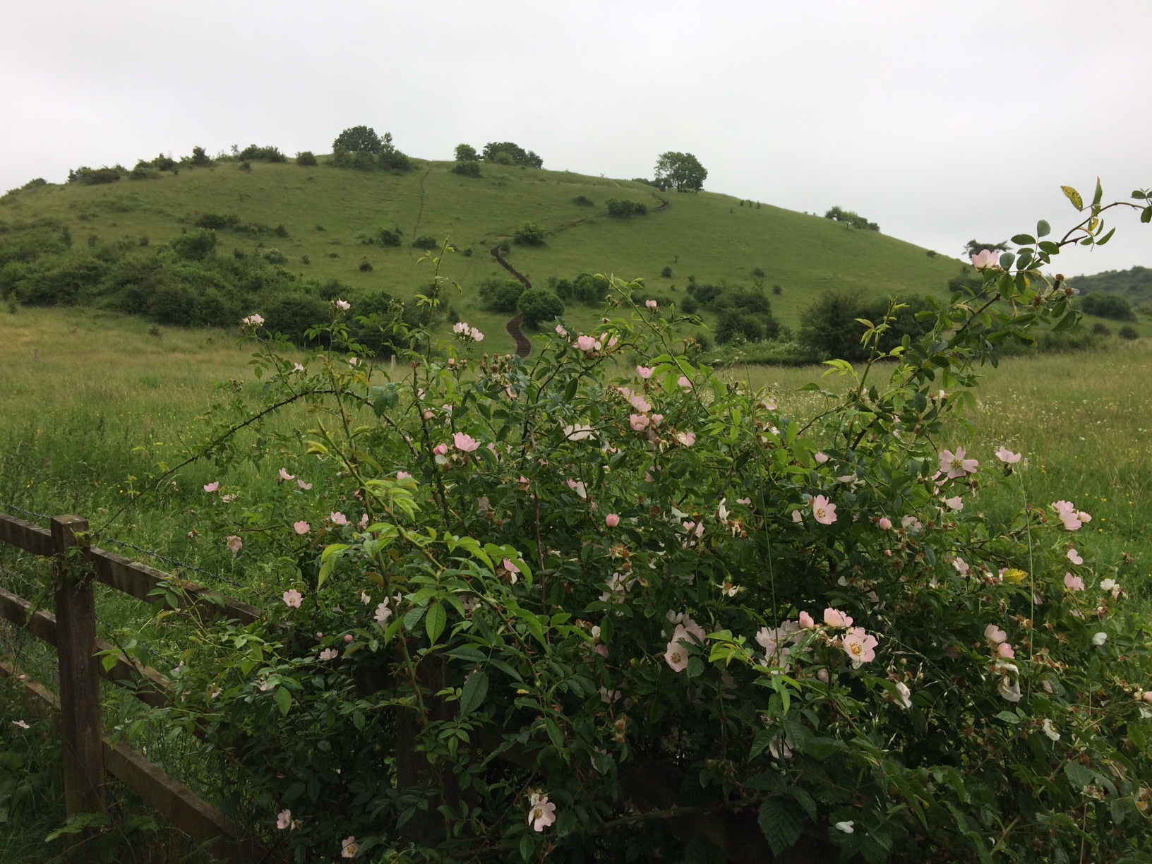 A wild rose bush with St Catherine's Hill, Winchester in the background