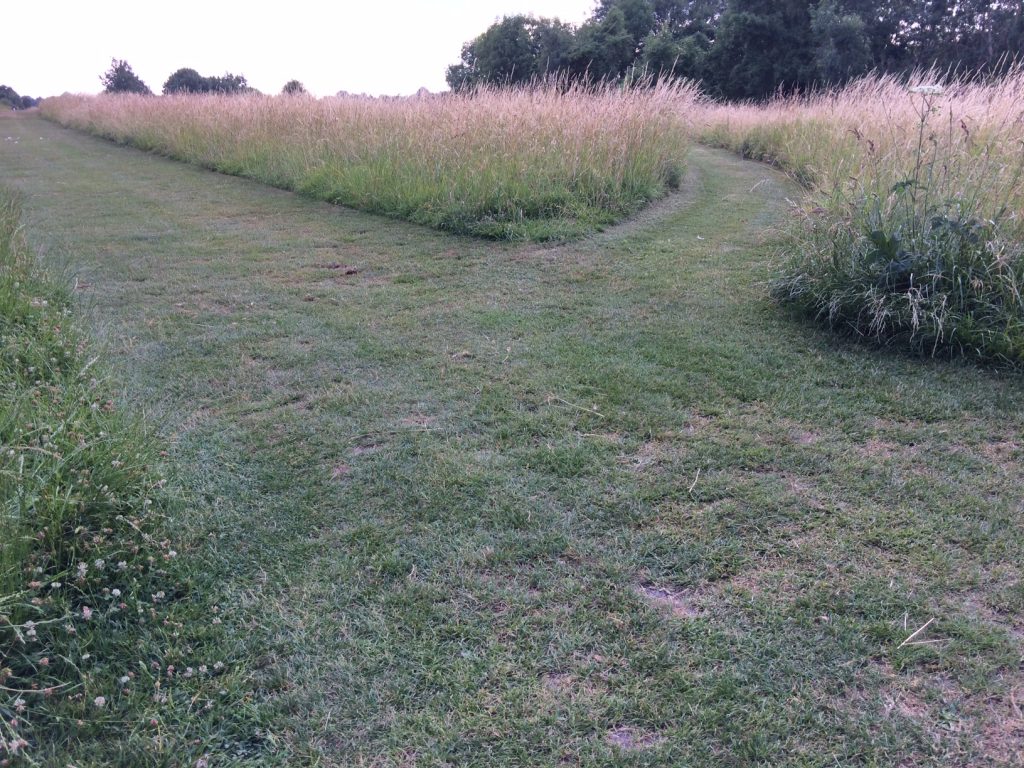 Paths cut through grass