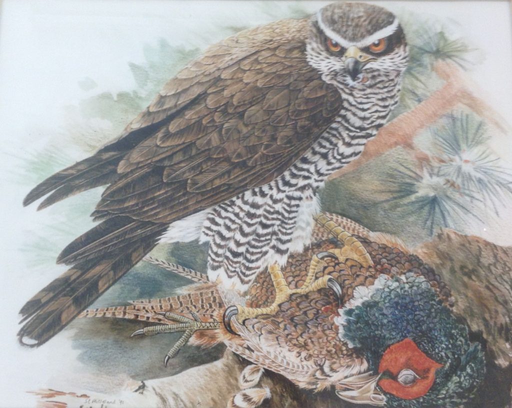 A watercolour painting of a bird or prey standing on a dead pheasant