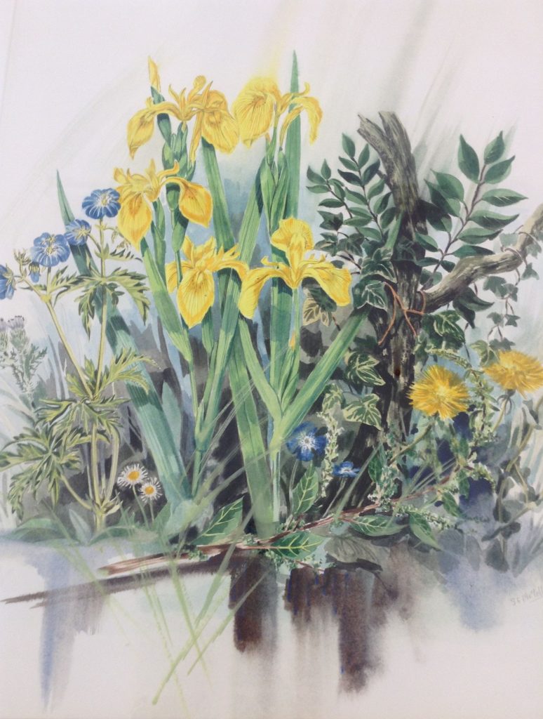 A watercolour painting of yellow iris, ivy and other wild plants