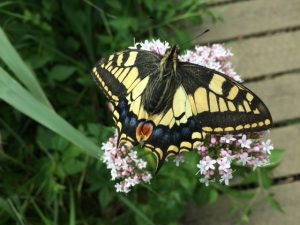A swallowtail butterfly with its wings spread, sitting on a plant