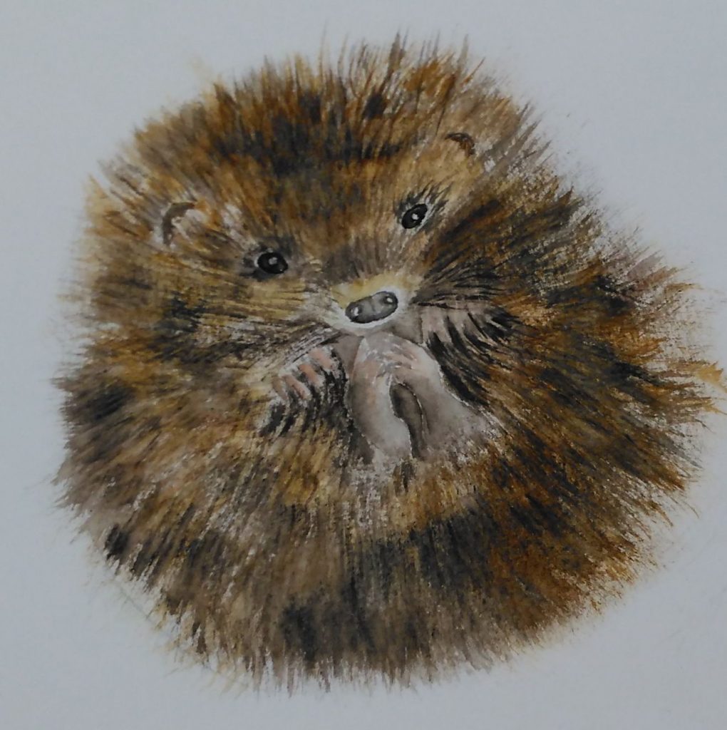 A watercolour painting of a baby hedgehog
