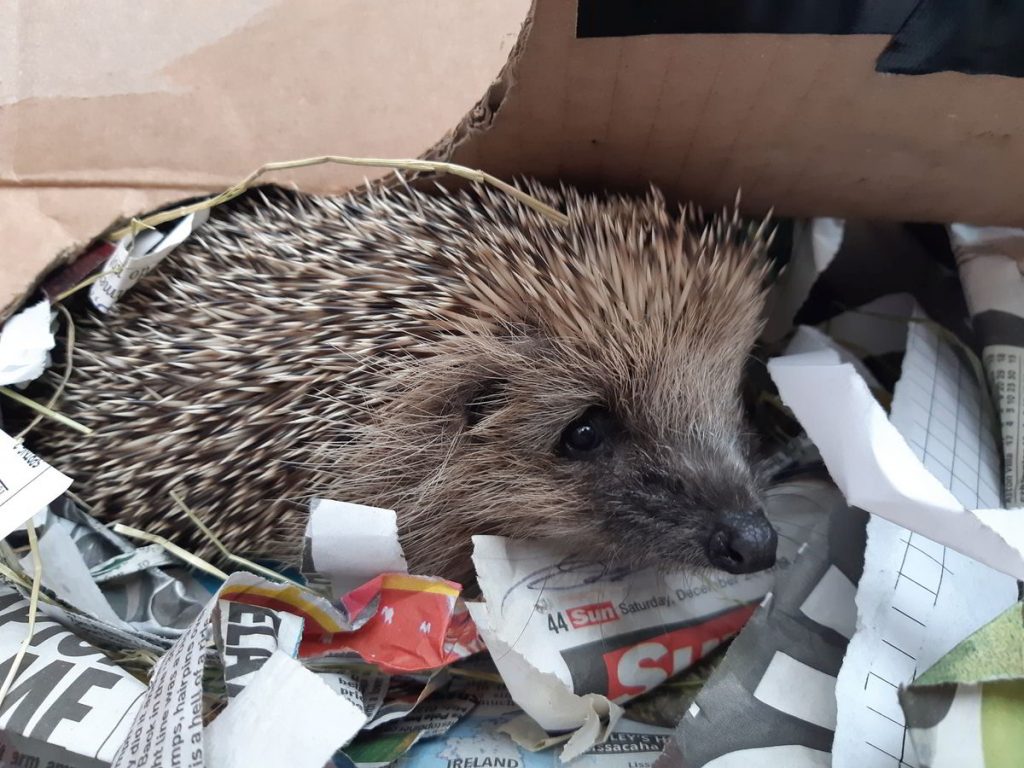 A hedgehog