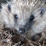 A hedgehog
