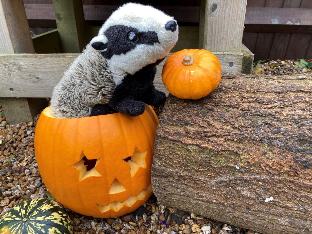 Mr Badger finds some pumpkins at Halloween.