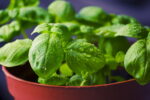 A pot of basil
