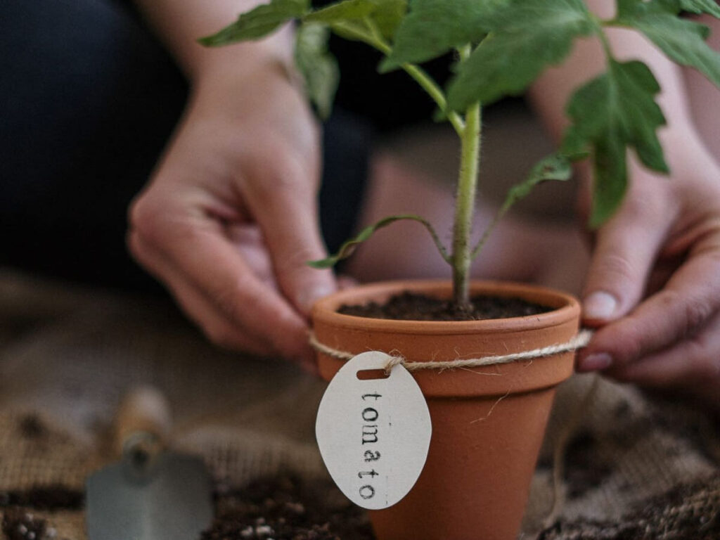 Tomato plant in a pot