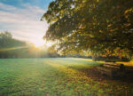 Sunrise across a field
