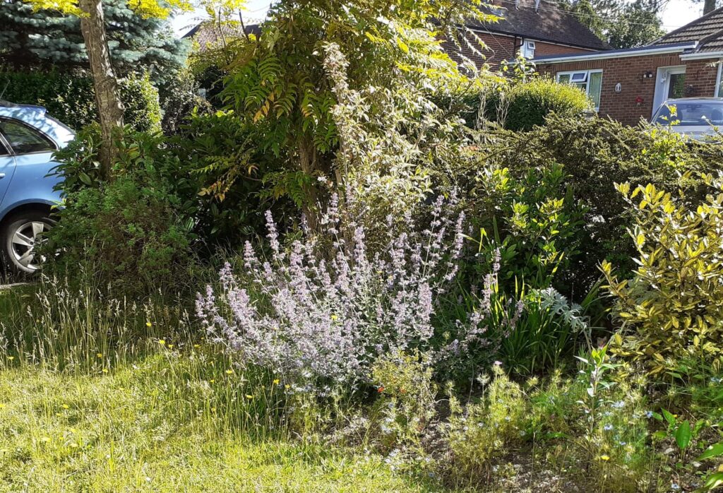 A front garden planted to encourage wildlife