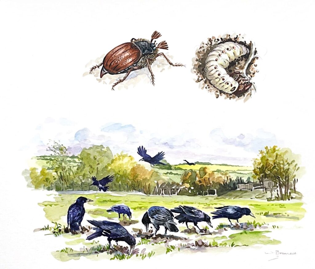 An original watercolour painting of Cockchafer grubs and larvae. Below this detail, the image is of a group of ravens digging in the soil with their beaks for these grubs.