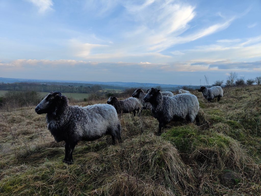 Sheep on Yew Hill in Winchester