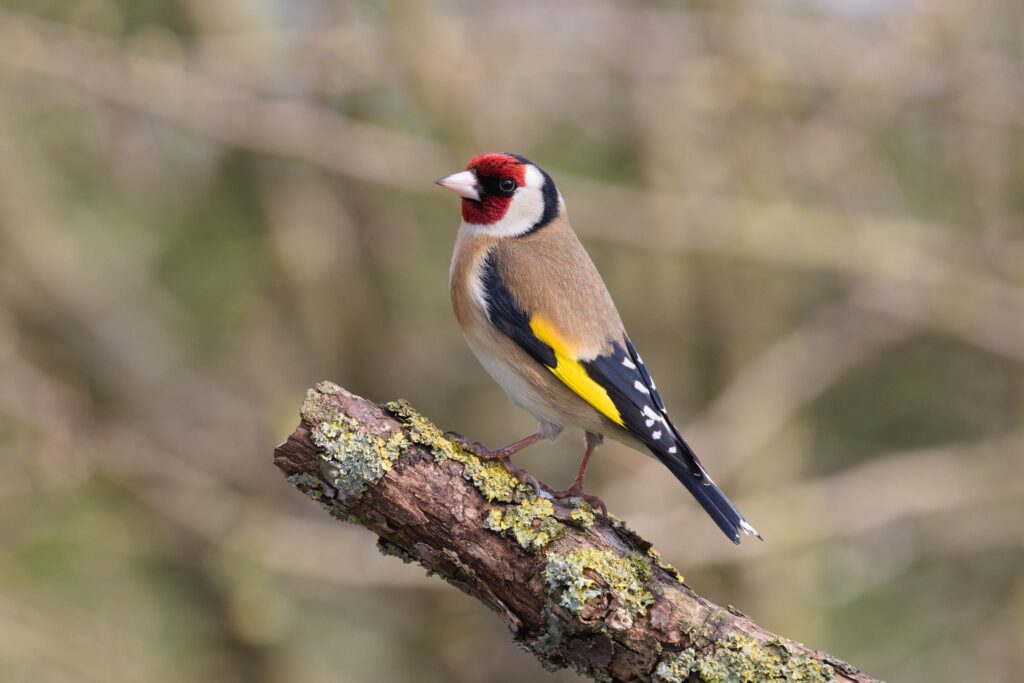 A goldfinch
