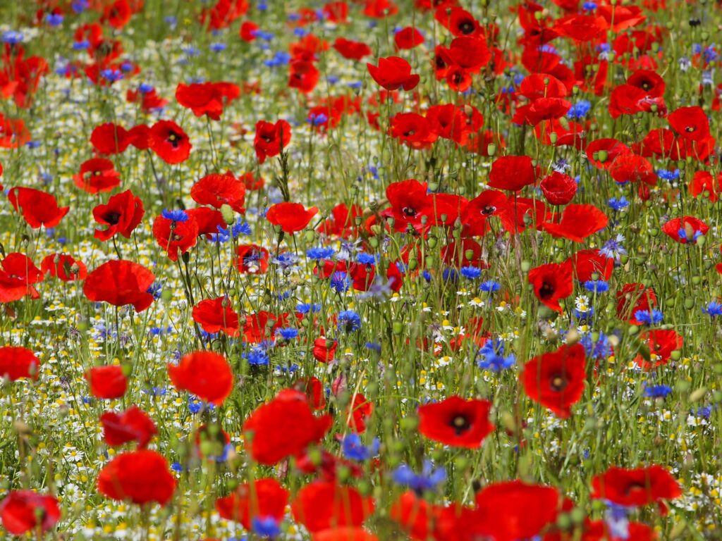 A wildflower meadow filled with red poppies, blue cornflowers and white chamomile blossoms.