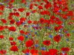 A wildflower meadow filled with red poppies, blue cornflowers and white chamomile blossoms.