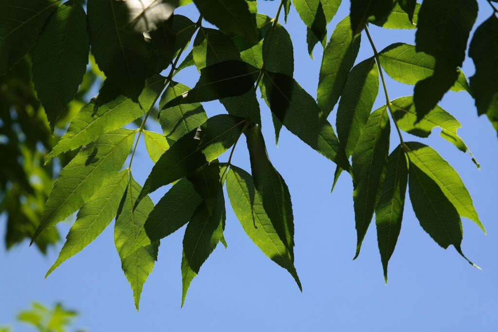 Sunlit green ash leaves on a branch against a clear blue sky.