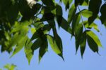 Sunlit green ash leaves on a branch against a clear blue sky.