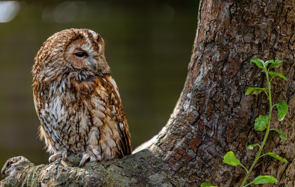 A tawny owl in a tree