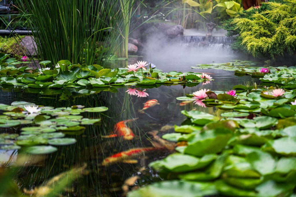 A tranquil pond with green lily pads, pink and white water lilies, and orange-and-white koi swimming below, framed by rocks, tall plants and rising mist near a small waterfall.