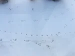 Animal tracks in the snow